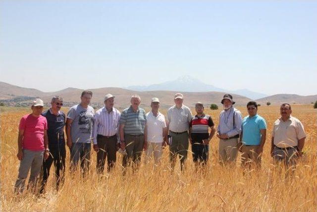 Uluslar Arası Mısır Ve Buğday Geliştirme Merkezi Yöneticileri, Nevşehir’de İncelemelerde Bulundu