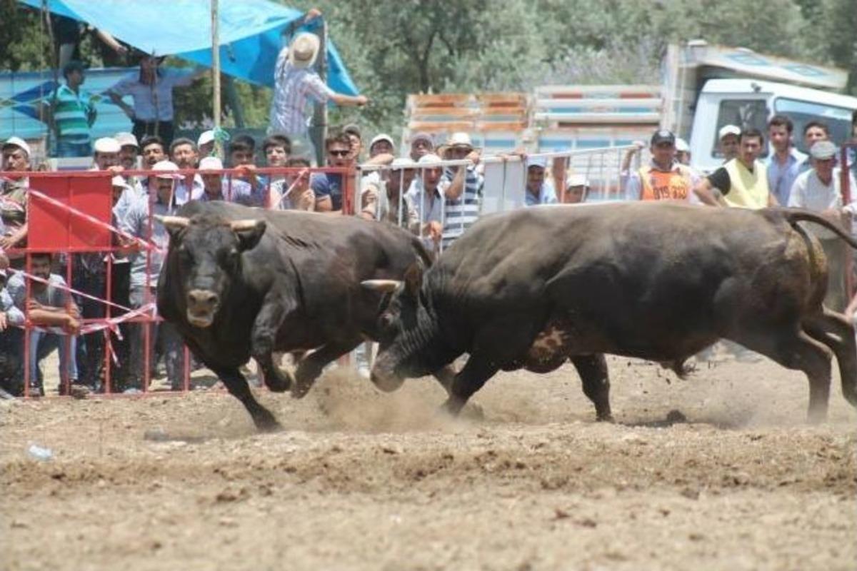 Aydın&rsquo;da Boğa Turizmi Başladı