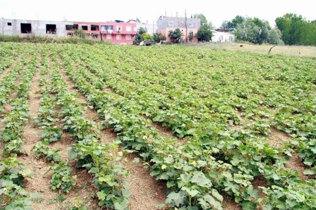 Samsun&rsquo;da Bamya Hasadı