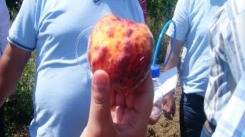 Yumuşak &Ccedil;ekirdekli Meyvelerde "ateş Yanıklığı" Hastalığına Dikkat