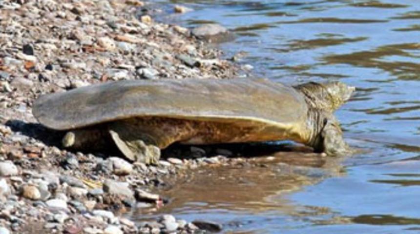 G&ouml;renler timsaha benzetiyor