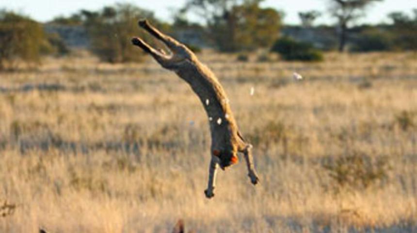 Ağzıyla kuş tuttu