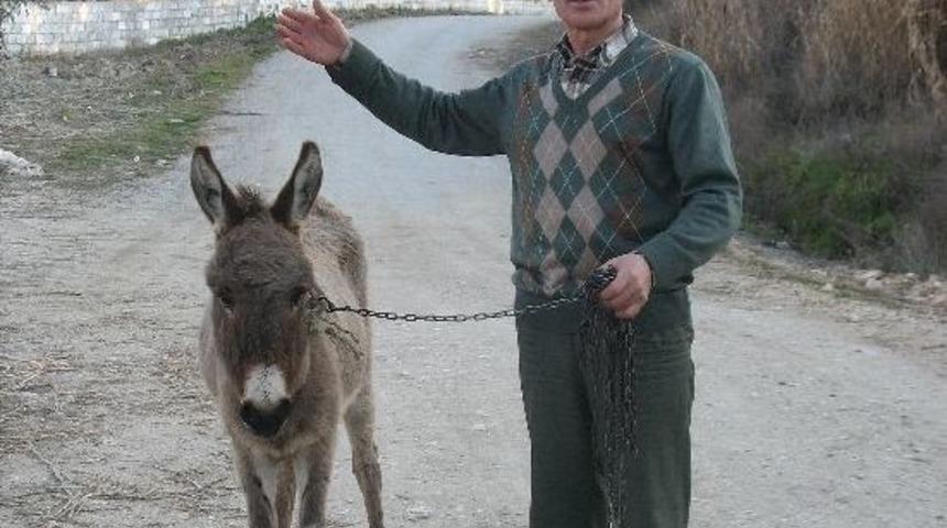 K&ouml;ylerde At Ve Eşek Sayısı Azaldı