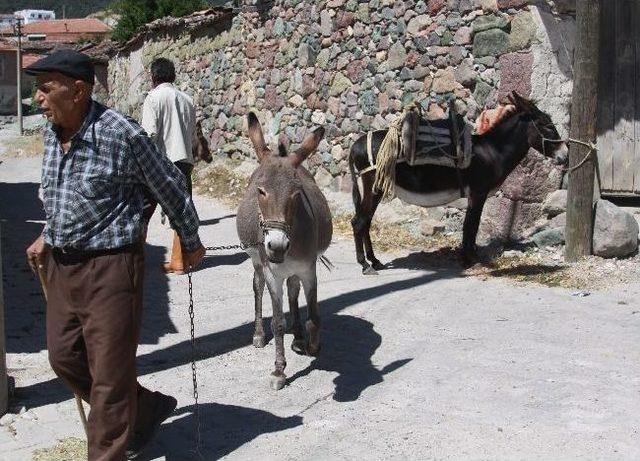 Köylerde At Ve Eşek Sayısı Azaldı