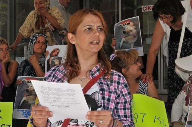 Yalovalı Hayvanseverlerden Eylem 2