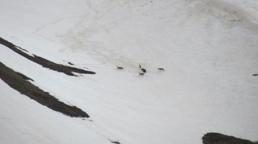 Erzurum&rsquo;da Kurt S&uuml;r&uuml;s&uuml; Annesiyle Birlikte Gezinen Yavru Ayıya Saldırdı