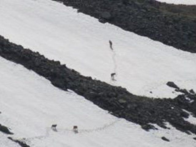 Erzurum’da Kurt Sürüsü Annesiyle Birlikte Gezinen Yavru Ayıya Saldırdı