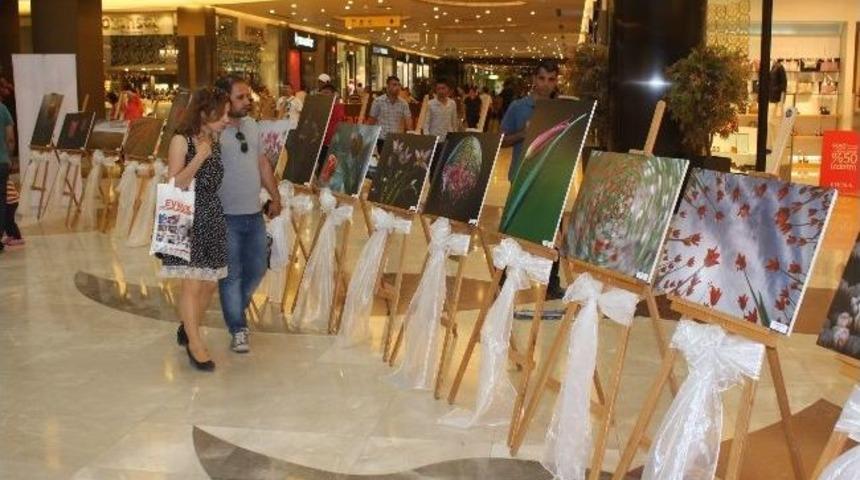 &lsquo;lale Zamanı&rsquo; Fotoğraf Sergisi