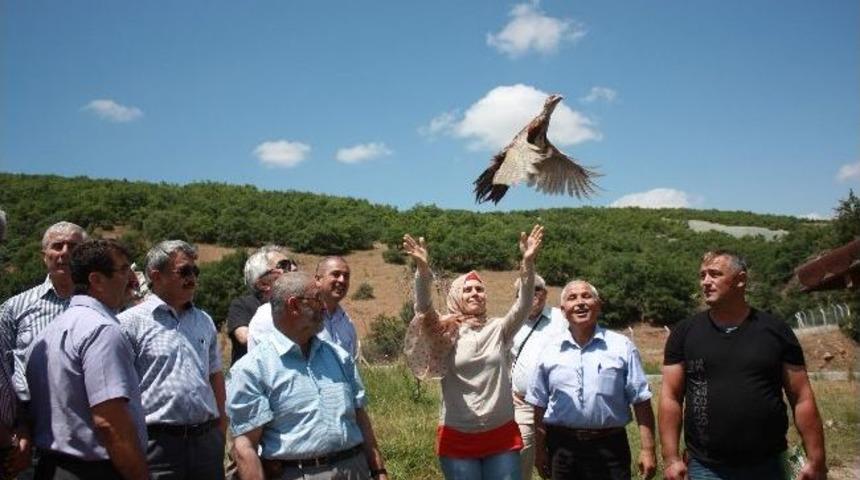 Hattuşa'nın Yeni S&uuml;sleri S&uuml;l&uuml;n Kuşları