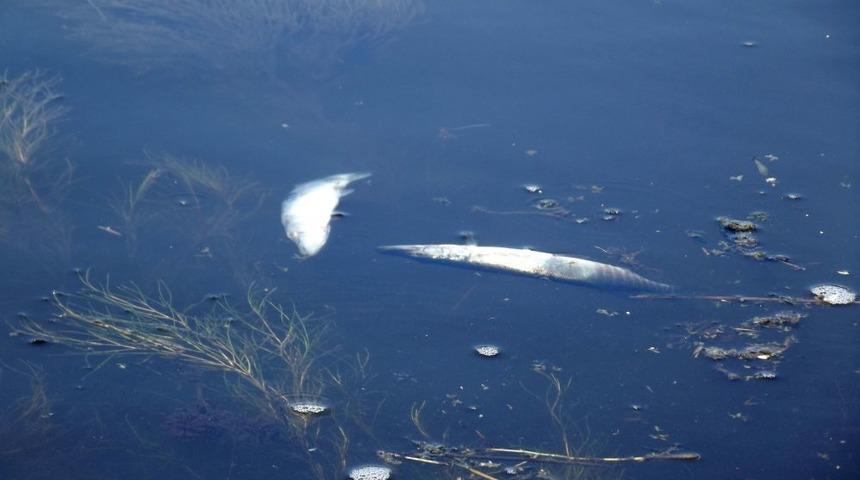 Terme &Ccedil;ayı'nda Toplu Balık &Ouml;l&uuml;mleri