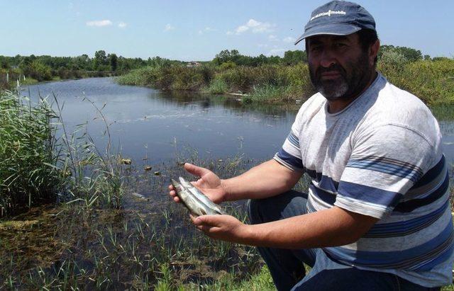 Terme Çayı nda Toplu Balık Ölümleri 1