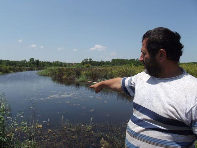 Terme Çayı nda Toplu Balık Ölümleri 2
