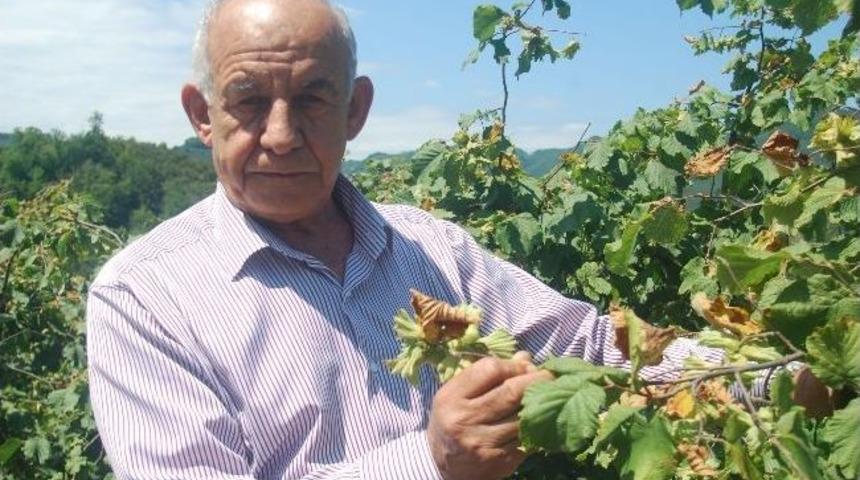 Aşırı Sıcaklar Fındığı Ve Üreticisini Olumsuz Etkiliyor