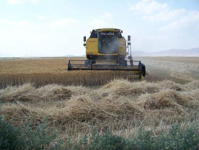 Karaman’da Hububat Yüz Güldürüyor