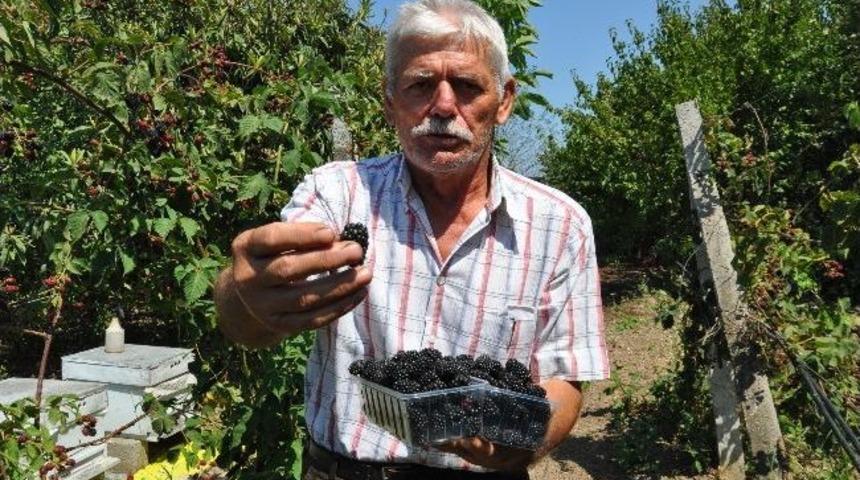 Bafra'da Organik B&ouml;ğ&uuml;rtlen &Uuml;retimi