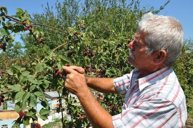 Bafra'da Organik Böğürtlen Üretimi