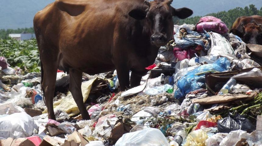 Başıboş Inekler &Ccedil;&ouml;pl&uuml;kte Besleniyor