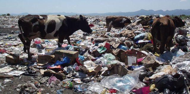 Başıboş Inekler &Ccedil;&ouml;pl&uuml;kte Besleniyor 2