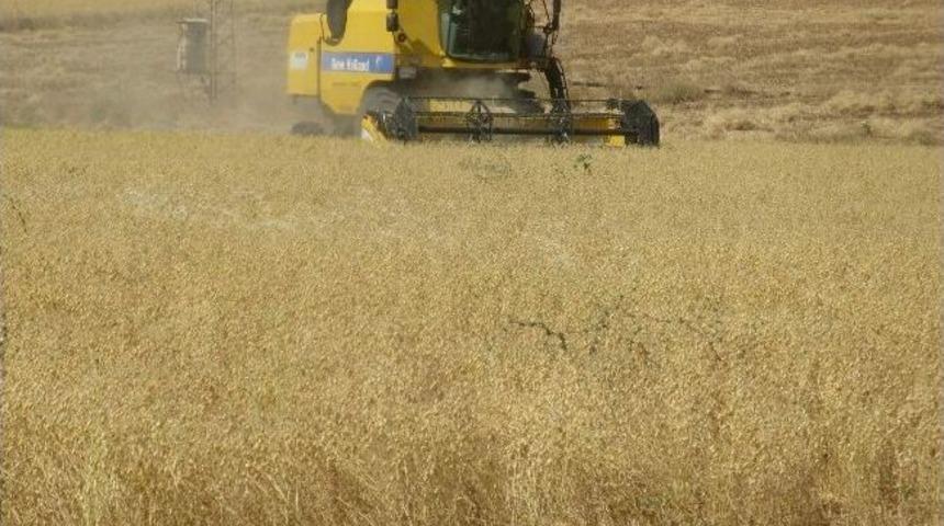 Araban Ovası&rsquo;nda Hububat Ve Baklagiller Hasadı Sona Erdi
