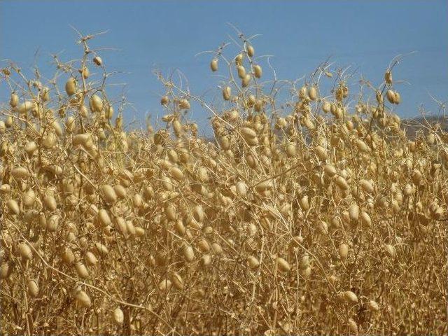 Araban Ovası&rsquo;nda Hububat Ve Baklagiller Hasadı Sona Erdi 1