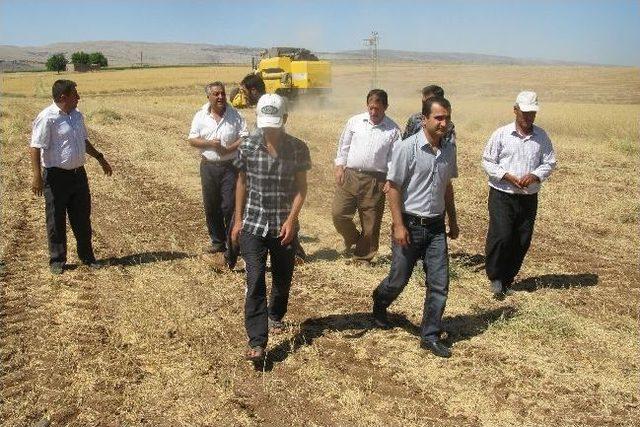 Araban Ovası&rsquo;nda Hububat Ve Baklagiller Hasadı Sona Erdi 2