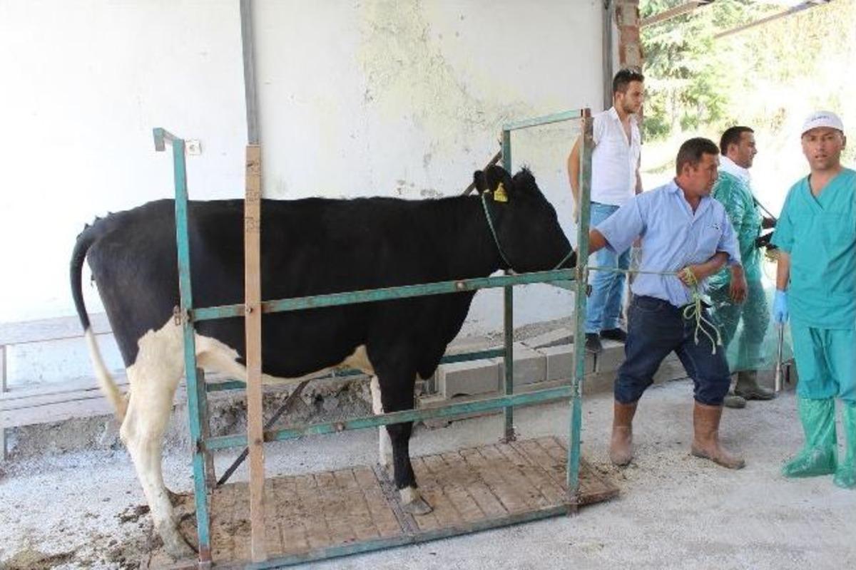 Evciler K&ouml;y&uuml;&rsquo;ne 120 Baş D&uuml;ve Teslim Edildi