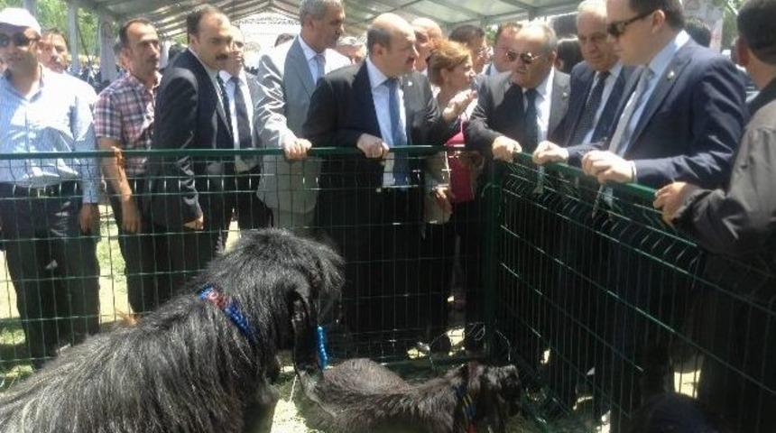 'halk Elinde Koyun-ke&ccedil;i Islahı &Uuml;lkesel Projesi'nin Tanıtımına &Ccedil;orum&rsquo;dan Katılım