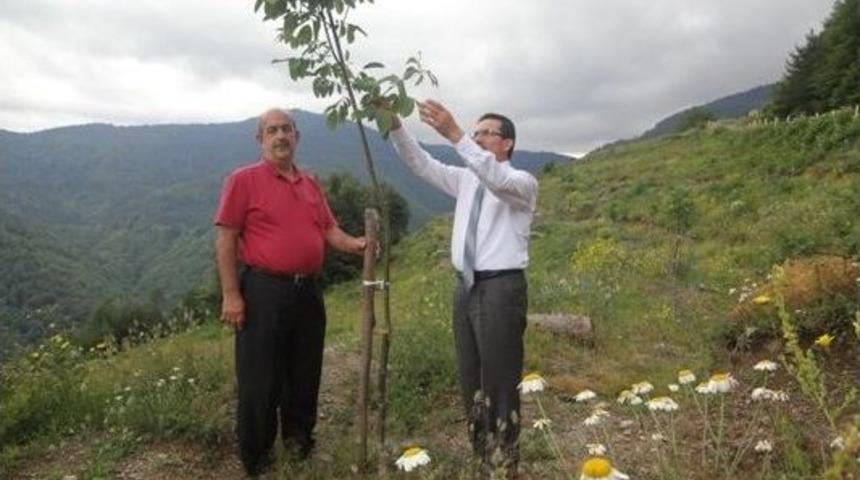 Yaman, Bozkurt&rsquo;ta Ceviz Bah&ccedil;elerini İnceledi