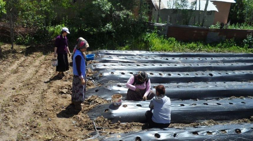 Muş&rsquo;ta Albion &Ccedil;ilek Yetiştirilecek