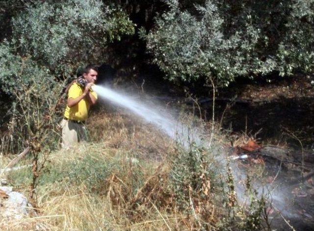 G&uuml;re&rsquo;de Zeytin Ağa&ccedil;ları Yandı 1