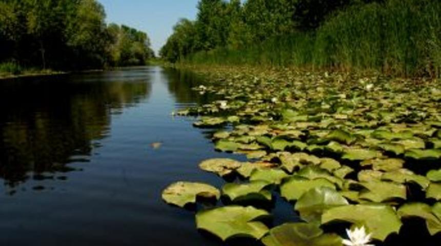 T&uuml;rkiye'nin En B&uuml;y&uuml;k Longozu Şenlikle Tanıtılacak