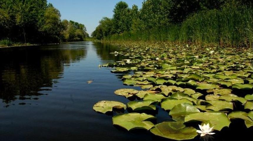 Nil&uuml;fer Şenliği Başlıyor