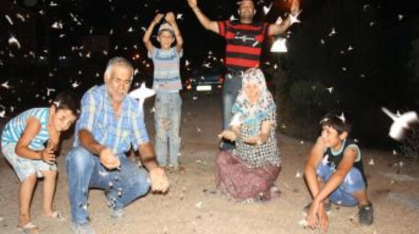 Milyonlarca 'birg&uuml;n' Sineğinin '&ouml;l&uuml;mle Dansı' Başladı