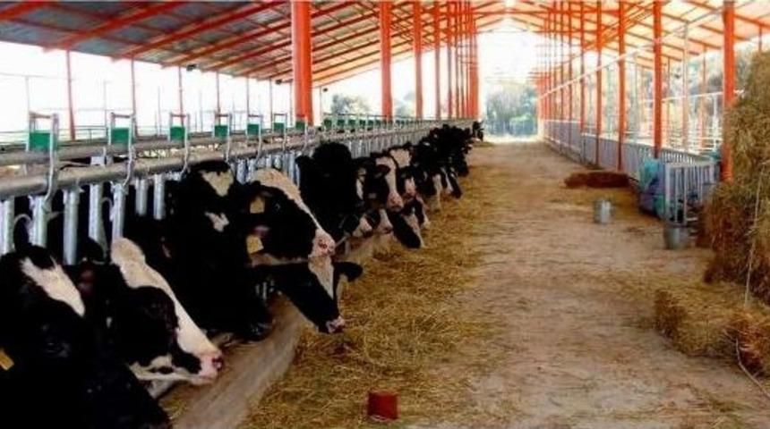 Ad&uuml; Ziraat Fak&uuml;ltesi &Uuml;r&uuml;nleri Satışa Sunuldu