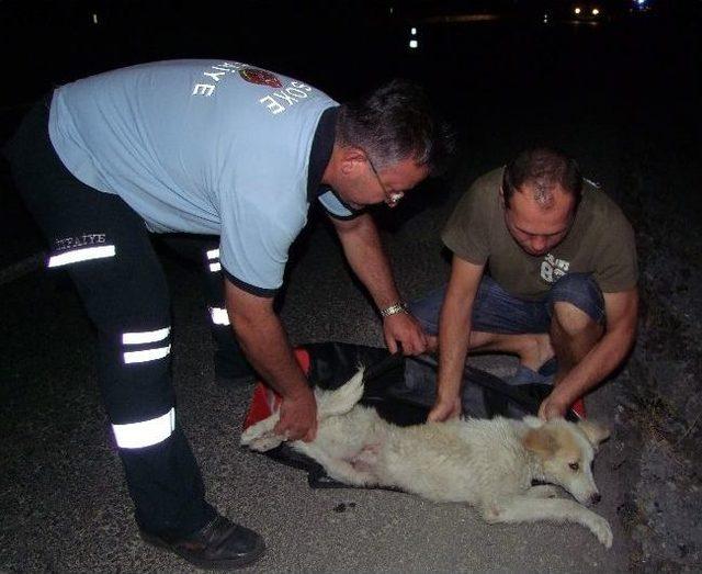 K&ouml;pekten Ka&ccedil;arken Kendilerini Sulama Kanalında Buldular 1