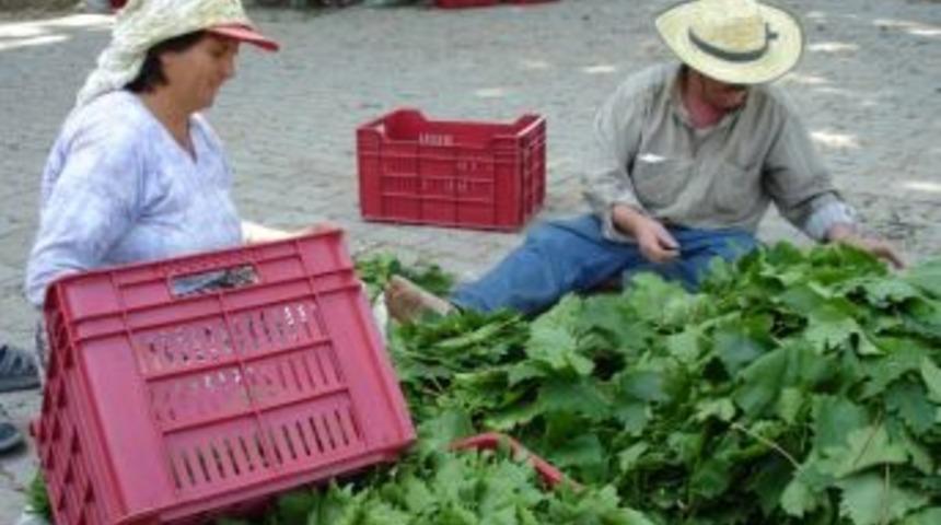 Taze Bağ Yaprağı &Uuml;z&uuml;m&uuml; Solladı