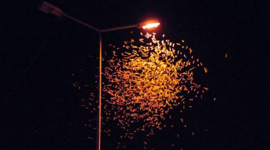 Sineklerin &ouml;l&uuml;m dansı