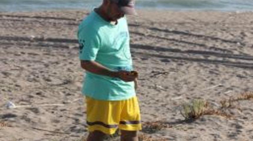 Yeşil Deniz Kaplumbağaları Ile Carettalara Kafesli Koruma