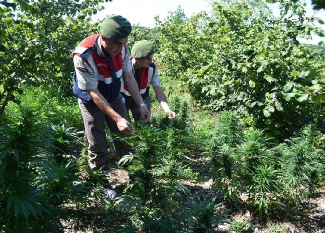 (&ouml;zel Haber) Alaplı&rsquo;da 6 Bin K&ouml;k Hint Keneviri Ele Ge&ccedil;irildi