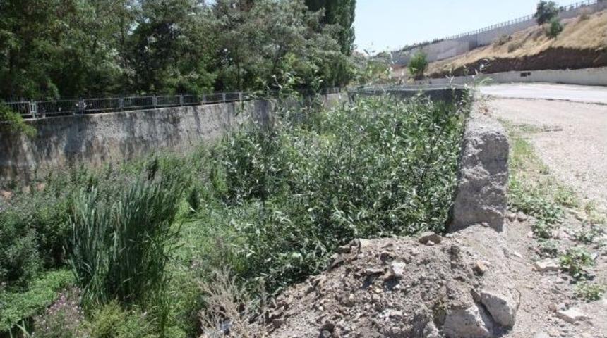 &Ccedil;ubuk &Ccedil;ayı Islah Edilecek