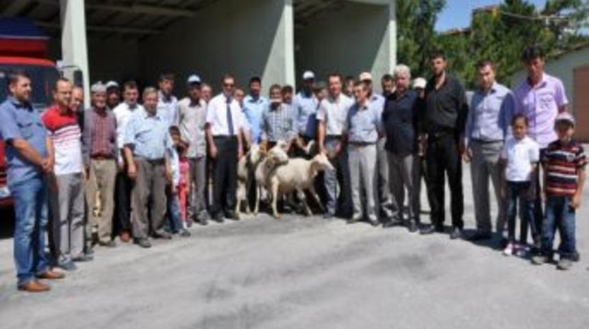 K&uuml;tahya'da Damızlık Ko&ccedil; Dağıtımı