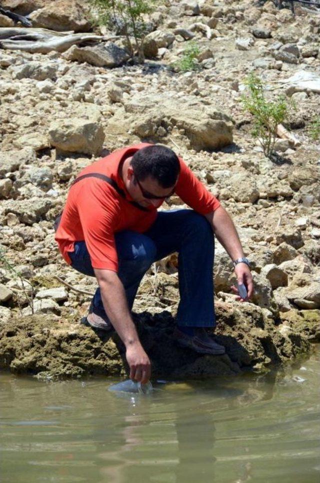 Karacaören 1 Baraj Gölü'nde Balık Ölümleri Iddiası