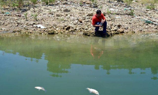 Karacaören 1 Baraj Gölü'nde Balık Ölümleri Iddiası