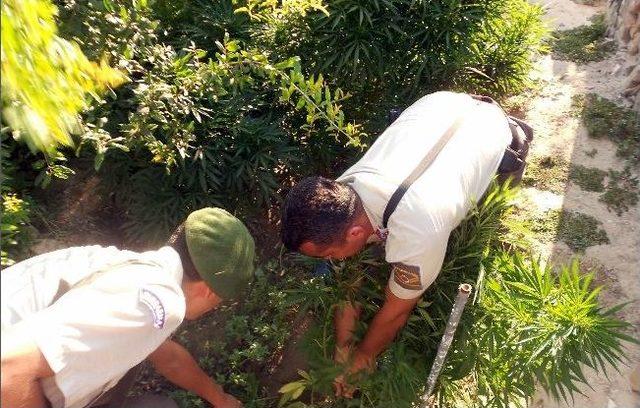 Didim&rsquo;de Jandarma Uyuşturucu Tacirlerine G&ouml;z A&ccedil;tırmadı 1