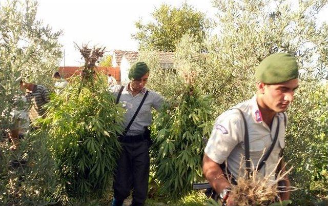 Didim&rsquo;de Jandarma Uyuşturucu Tacirlerine G&ouml;z A&ccedil;tırmadı 2