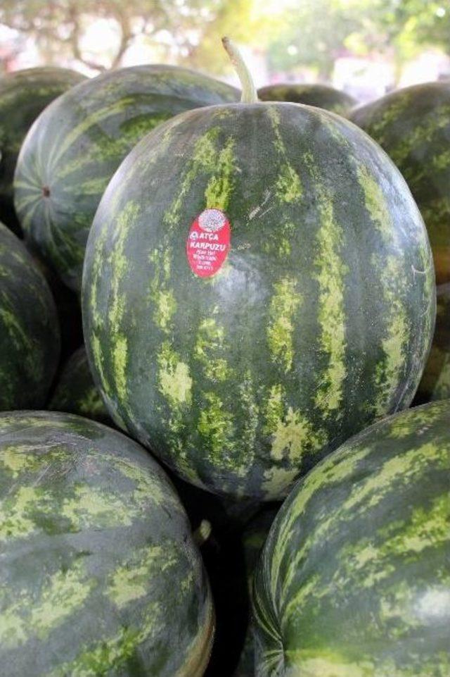 Karpuz &Uuml;reticisi Sezondan Mutlu 1