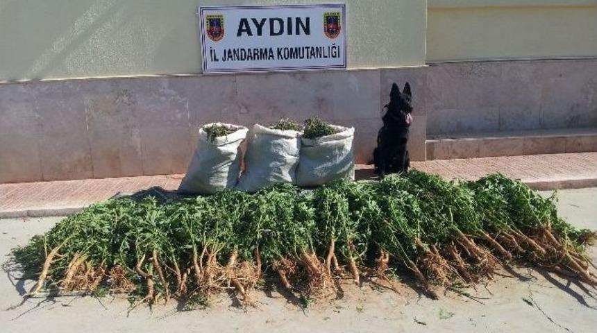 Baba Ve Oğlu Uyuşturucudan Tutuklandı