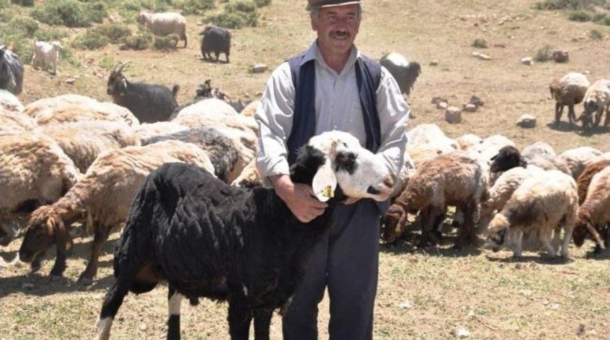 Mera Islah Projeleri İle Hayvancılığa Destek Veriliyor