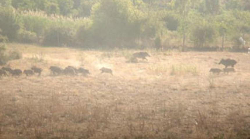 Domuz s&uuml;r&uuml;s&uuml; şehre indi