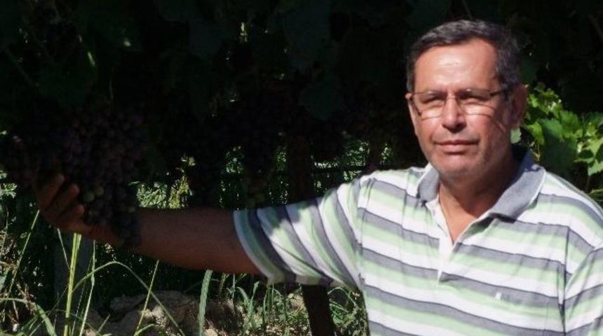 Aydın&rsquo;da İlk &Uuml;z&uuml;m Tezgahta, İncir İ&ccedil;&uuml;n G&uuml;n Sayılıyor